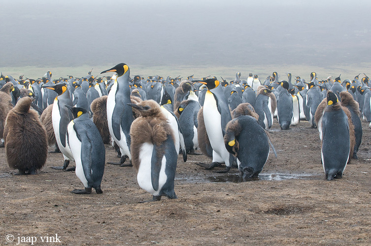 King Penguin - Koningspingun - Aptenodytes patagonicus