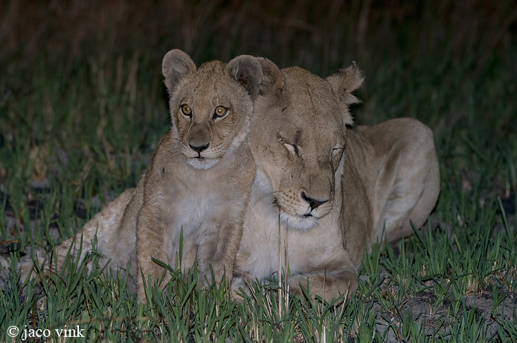 Lion - Leeuw - Panthera leo