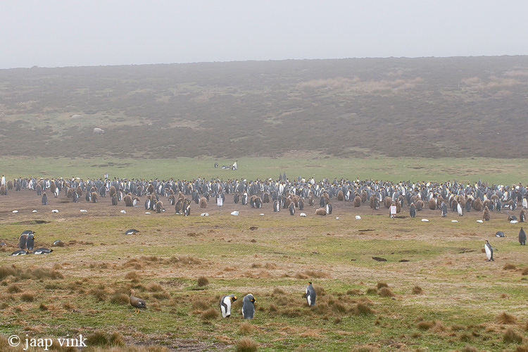 King Penguin - Koningspingun - Aptenodytes patagonicus