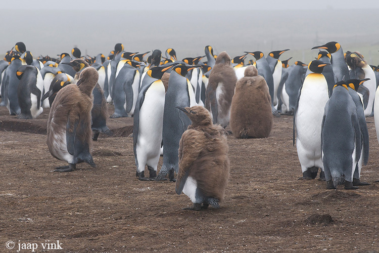King Penguin - Koningspingun - Aptenodytes patagonicus