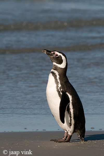 Magellanic Penguin - Magelhaenpingun - Spheniscus magellanicus