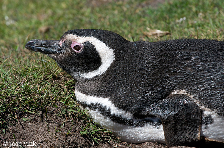 Magellanic Penguin - Magelhaenpingun - Spheniscus magellanicus