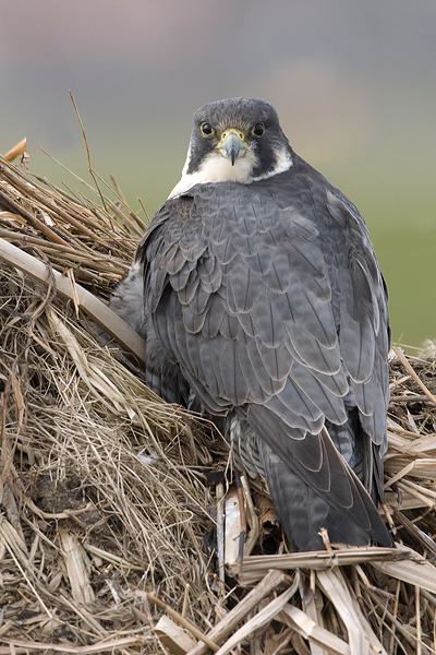 Peregrine - Slechtvalk - Falco peregrinus