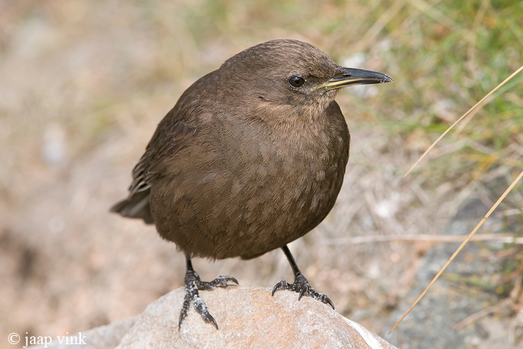 Blackish Cinclodes - Zwarte Wipstaart - Cinclodes antarcticus