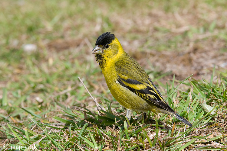 Black-chinned Siskin - Zwartkinsijs - Carduelis barbata