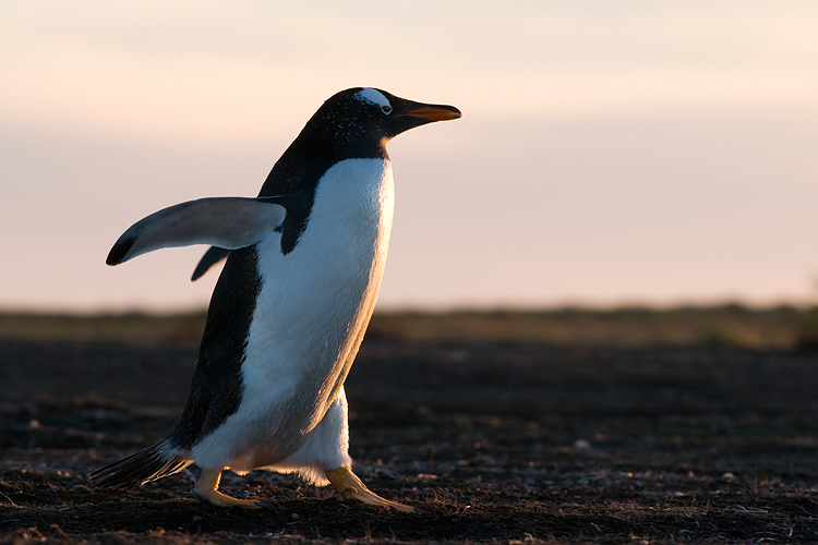 Gentoo Penguin - Ezelspingun - Pygoscelis papua