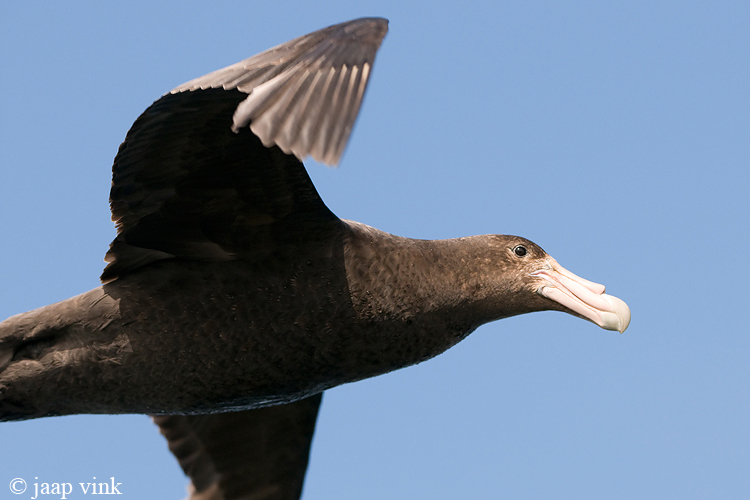 Southern Giant Petrel - Zuidelijke Reuzenstormvogel - Macronectes giganteus