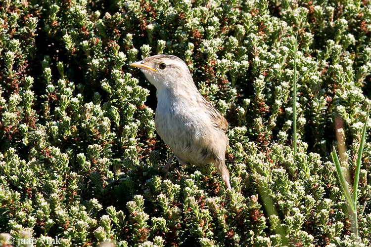 Sedge Wren - Zeggewinterkoning - Cistothorus platensis