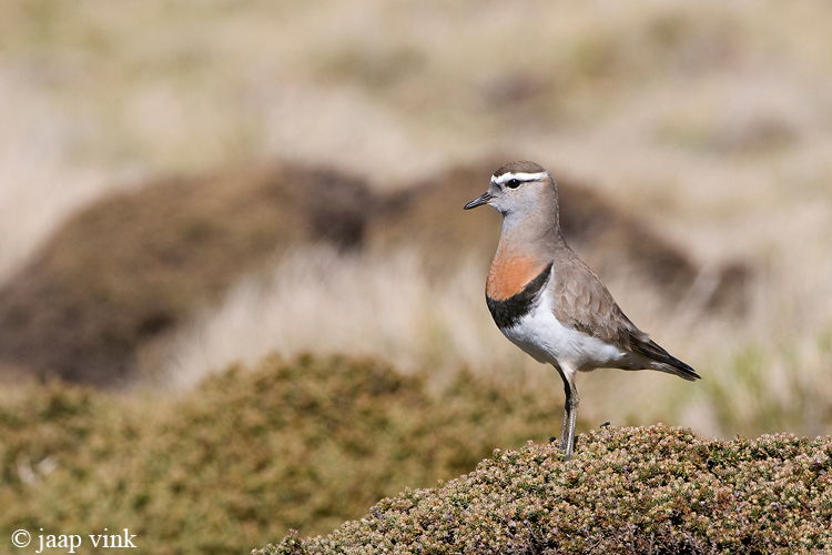 Rufous-chested Dotterel - Patagonische Plevier - Charadrius modestus