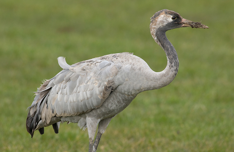 Eurasian Crane - Kraanvogel - Grus grus
