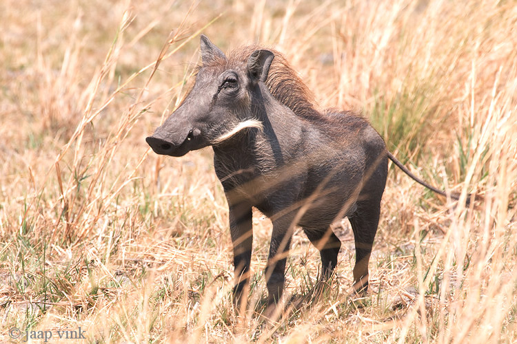 Warthog - Wrattenzwijn - Phacochoerus africanus