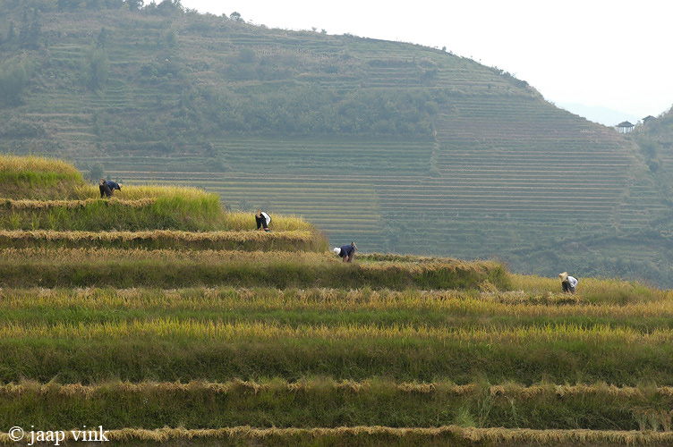 Longji