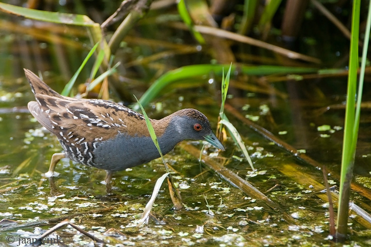 Baillons Crake - Kleinst Waterhoen - Porzana pusilla