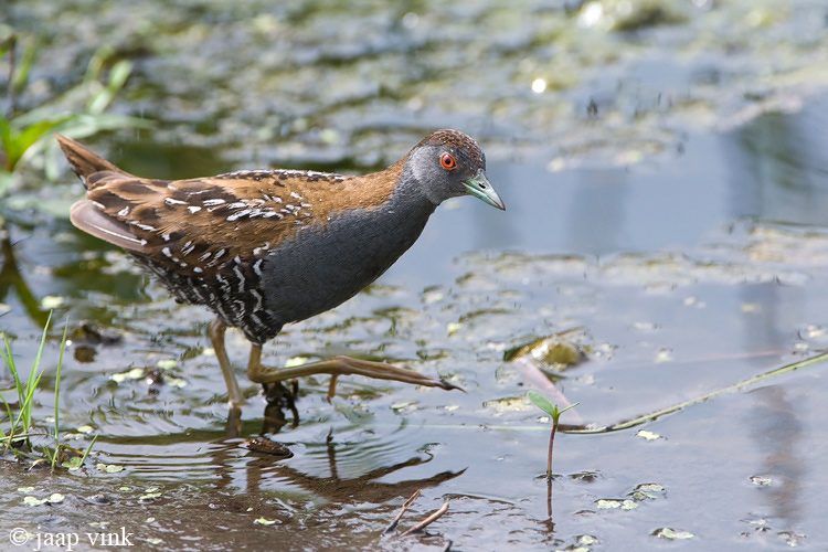 Baillons Crake - Kleinst Waterhoen - Porzana pusilla