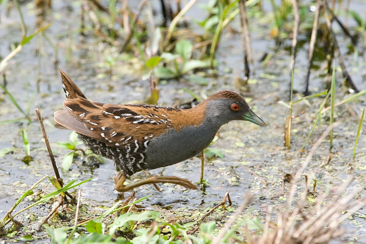 Baillons Crake - Kleinst Waterhoen - Porzana pusilla