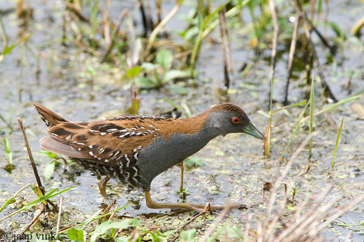 Baillons Crake - Kleinst Waterhoen - Porzana pusilla