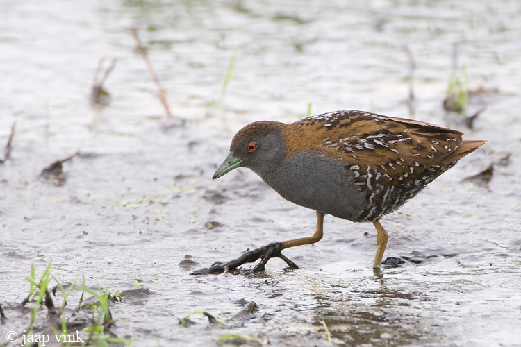 Baillons Crake - Kleinst Waterhoen - Porzana pusilla