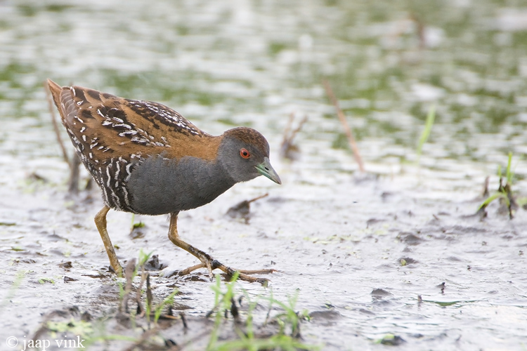 Baillons Crake - Kleinst Waterhoen - Porzana pusilla