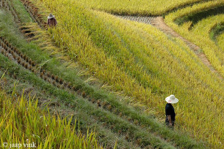 Longji
