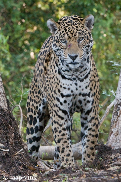 Jaguar - Jaguar - Panthera onca