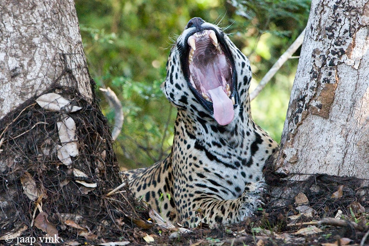 Jaguar - Jaguar - Panthera onca