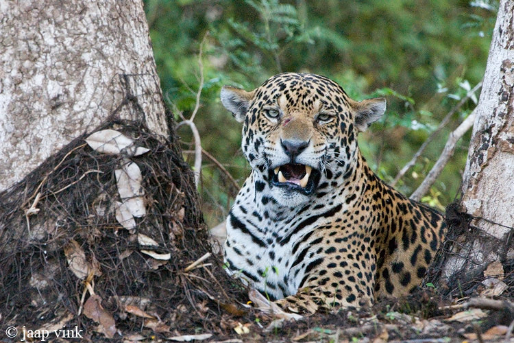 Jaguar - Jaguar - Panthera onca