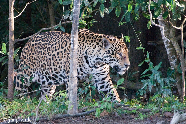 Jaguar - Jaguar - Panthera onca