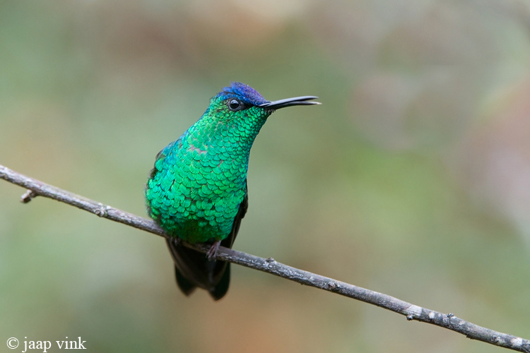 Violet-capped Woodnymph - Violetkapbosnimf - Thalurania glaucopis