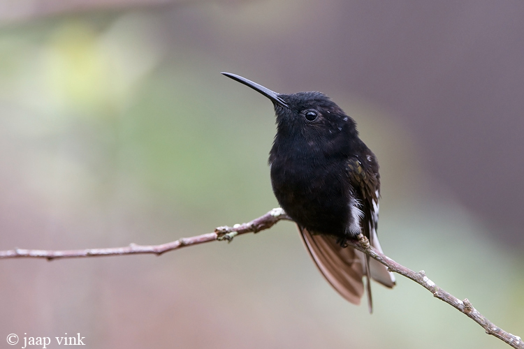 Black Jacobin - Rouwkolibri - Florisuga fusca
