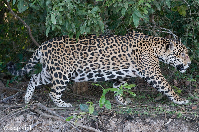 Jaguar - Jaguar - Panthera onca