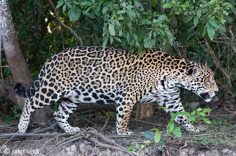Jaguar - Jaguar - Panthera onca
