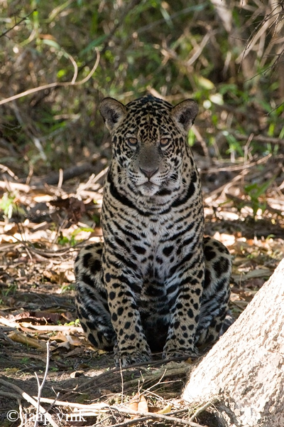 Jaguar - Jaguar - Panthera onca