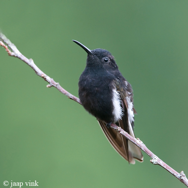 Black Jacobin - Rouwkolibri - Florisuga fusca