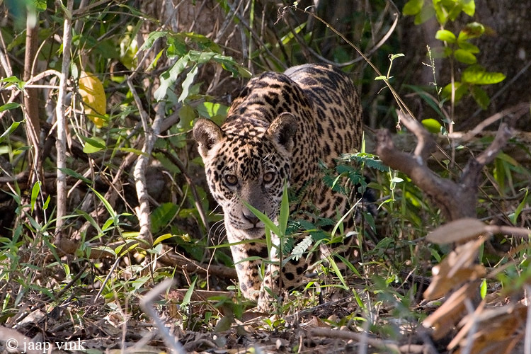Jaguar - Jaguar - Panthera onca