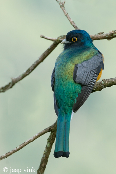 White-tailed Trogon - Witstaarttrogon - Trogon viridis