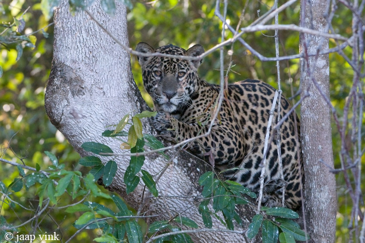 Jaguar - Jaguar - Panthera onca