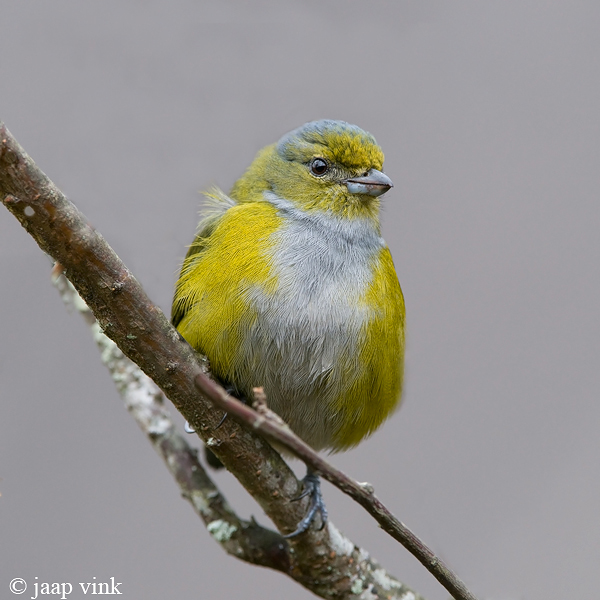 Chestnut-bellied Euphonia - Kastanjebuikorganist - Euphonia pectoralis