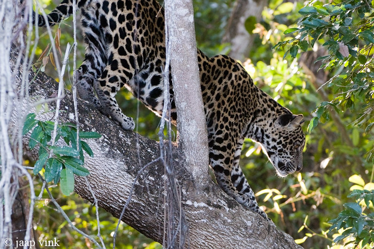 Jaguar - Jaguar - Panthera onca