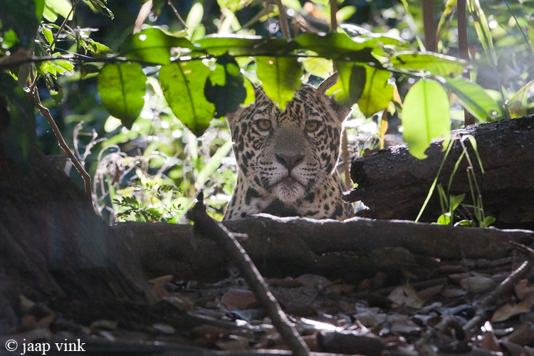 Jaguar - Jaguar - Panthera onca