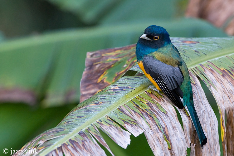 White-tailed Trogon - Witstaarttrogon - Trogon viridis