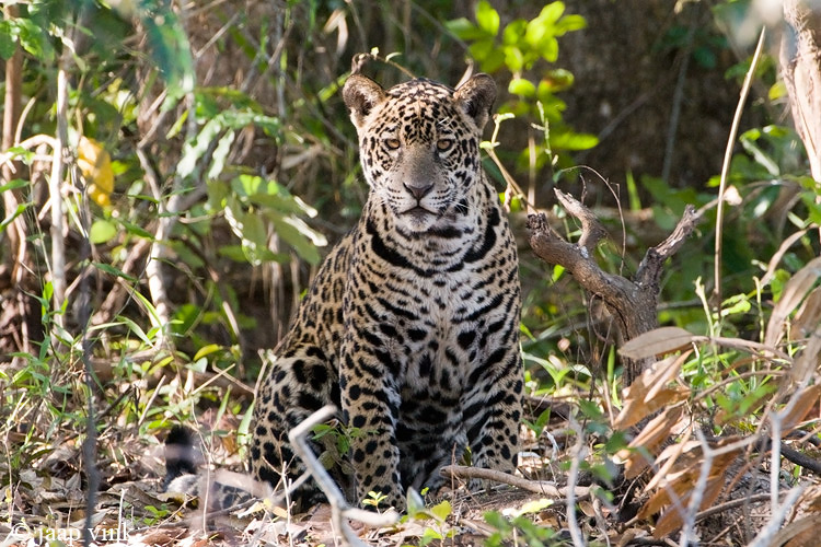 Jaguar - Jaguar - Panthera onca