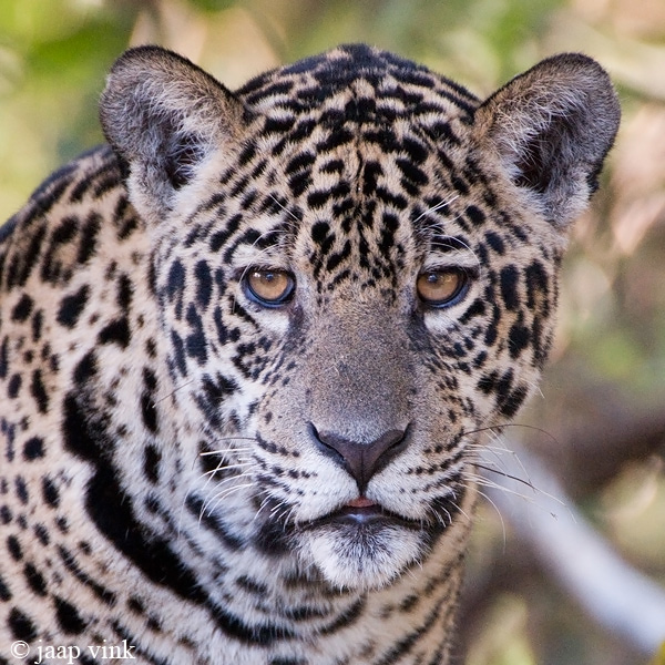 Jaguar - Jaguar - Panthera onca