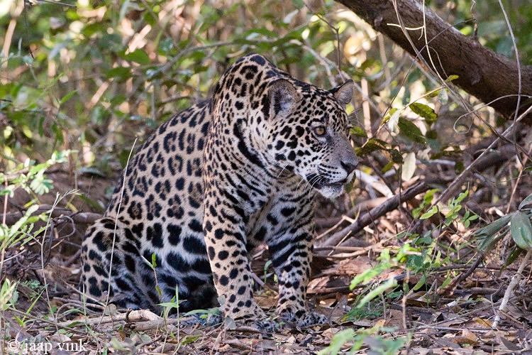 Jaguar - Jaguar - Panthera onca