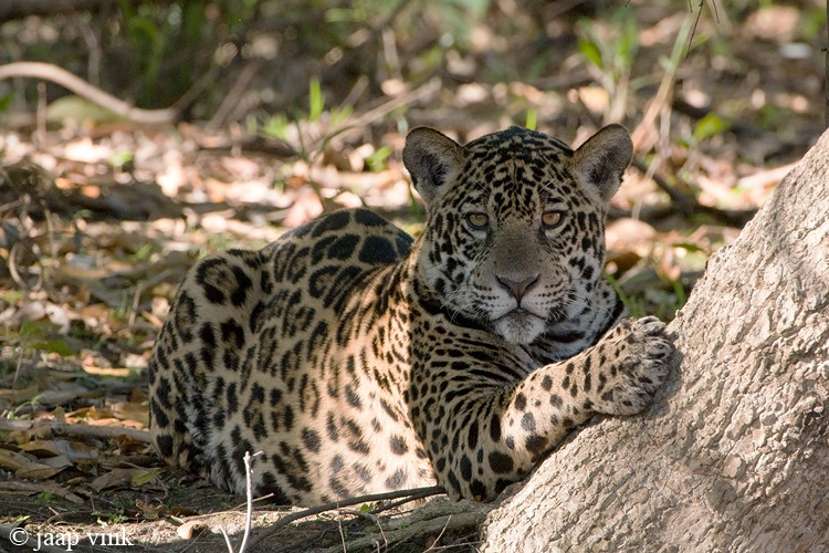Jaguar - Jaguar - Panthera onca