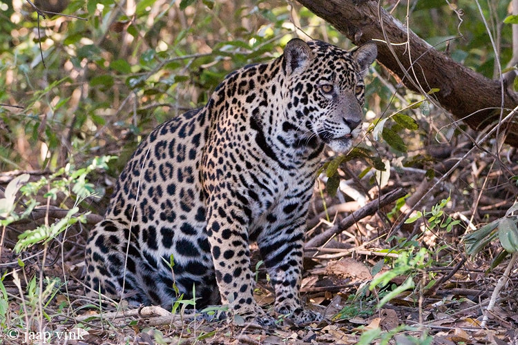 Jaguar - Jaguar - Panthera onca