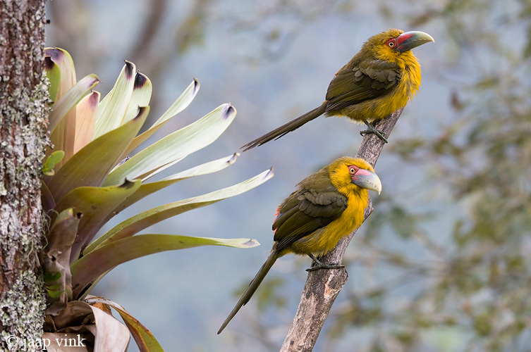Saffron Toucanet - Goudtoekan - Pteroglossus bailloni