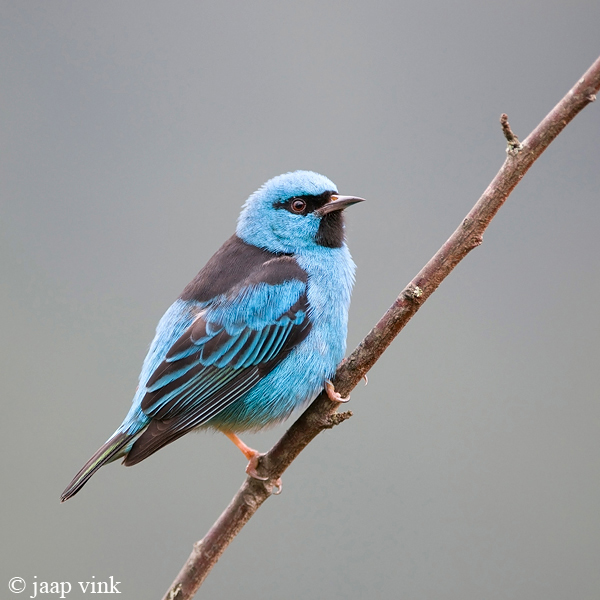 Blue Dacnis - Blauwe Pitpit - Dacnis cayana