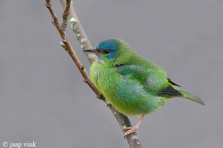 Blue Dacnis - Blauwe Pitpit - Dacnis cayana