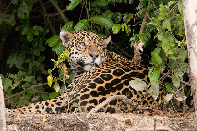 Jaguar - Jaguar - Panthera onca