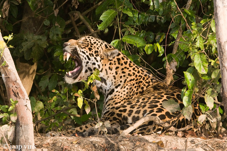 Jaguar - Jaguar - Panthera onca